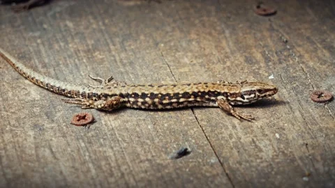 Lizard rests basking in the sun. Stock Footage 237926767