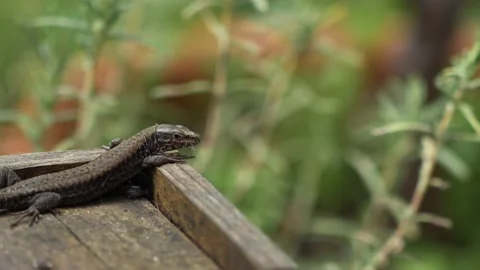 Lizard rests basking in the sun. 動画素材 237926817