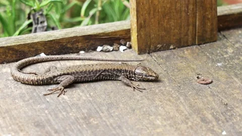 Lizard rests basking in the sun. 動画素材 237927205