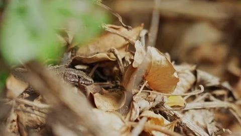 Lizard rests basking in the sun. Stock Footage 237928670
