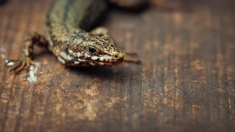 Lizard rests basking in the sun. 動画素材 237928933