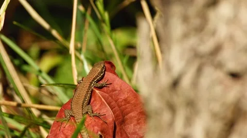 A lizard rests on a grape leaf 動画素材 343264810
