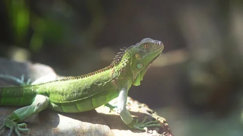 The lizard rests in the natural world looking to the future Stock Footage 134222492