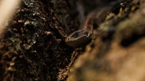 A lizard rests on a tree branch, surrounded by plants and soil Stock Photos