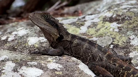 Lizard On The Rock (1 of 2) Stock Footage 86008428