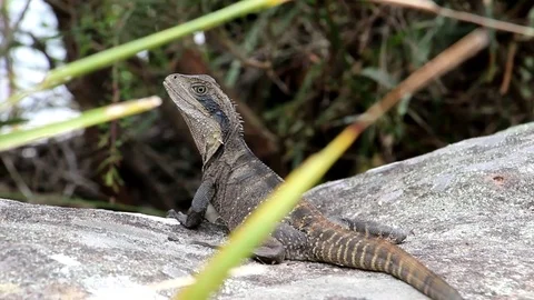 Lizard On The Rock (2 of 2) Stock Footage 86008430