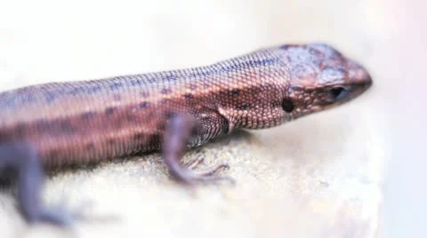Lizard on a rock 2 Stock Footage 12133607