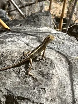 A lizard on a rock (2) 库存照片