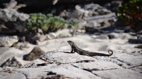 Lizard on a rock close up Stock Footage 48500465
