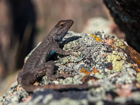 Lizard on a Rock, Close Up Stock Photos