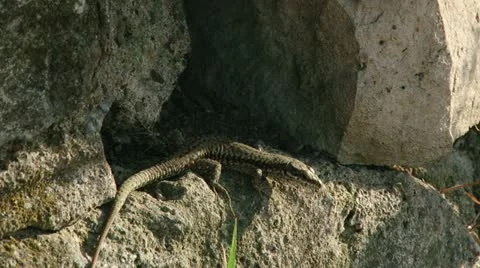 Lizard on the rock Video stock 11314192