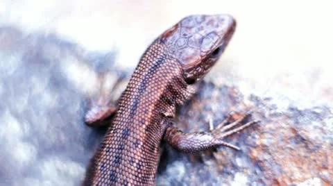 Lizard on a rock Stock Footage 12133333