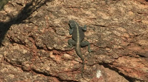 Lizard on rock Stock Footage 12594577