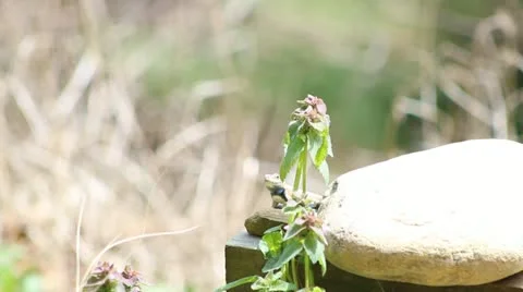 A lizard on the rock Stock Footage 22426796