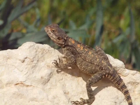 Lizard on a rock Stock Footage 22915075