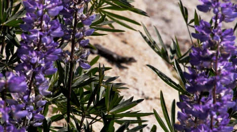 Lizard on rock Stock Footage 25827637