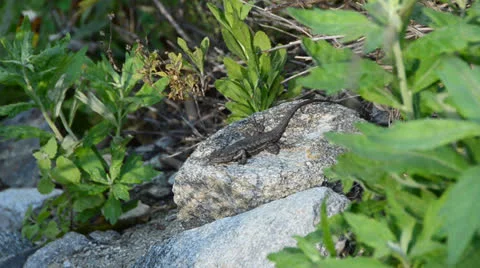 Lizard On Rock Stock Footage 25845990
