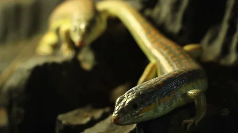 Lizard on Rock Stock Footage 45228971