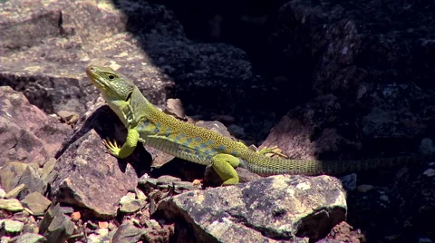 Lizard on a rock Stockbeeldmateriaal 48137000