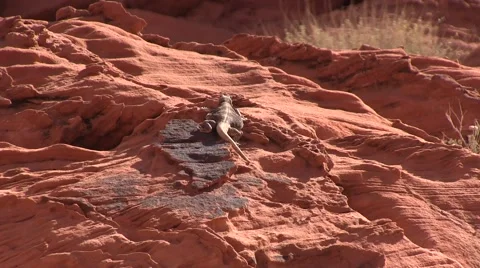 Lizard on the rock Video stock 50702254