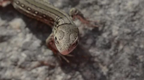 Lizard on the rock Stock Footage 52493096