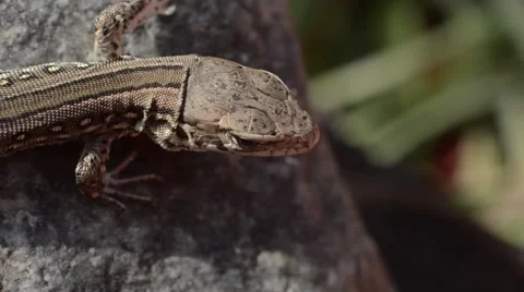 Lizard on the rock Stock Footage 52493115
