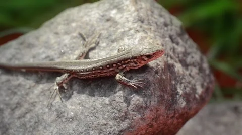 Lizard on the rock Stock Footage 52493583