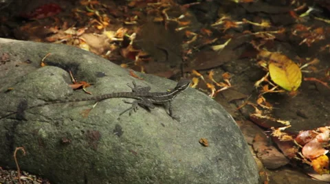 Lizard on rock Stock-Footage 59797782