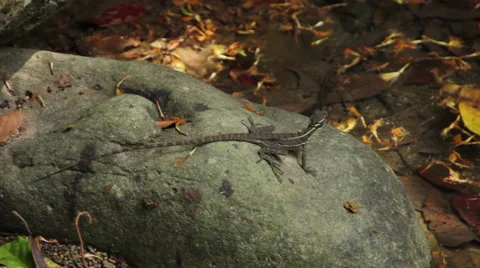 Lizard on rock  Stock Footage 59797814
