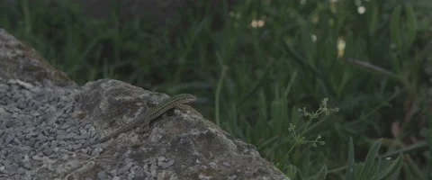 Lizard on the rock Stock Footage 65876694