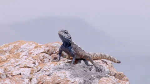 A Lizard on a rock Vídeo Stock 76435916