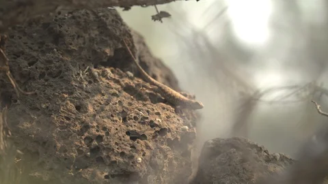 Lizard on a Rock Stock Footage 90188438