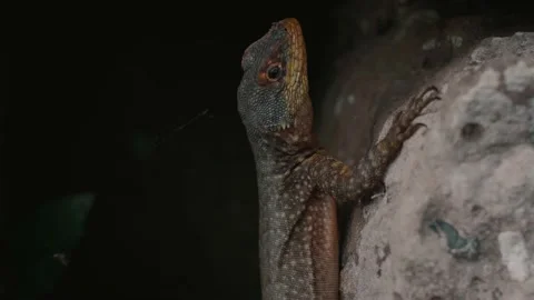 Lizard on the rock Stock Footage 138068951