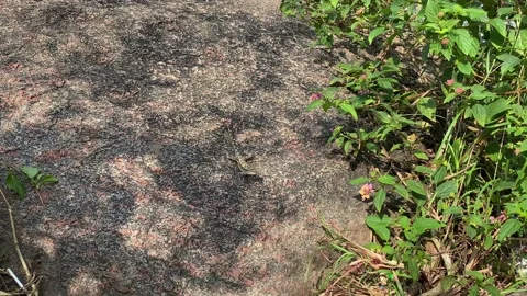 Lizard on rock Video stock 167700408