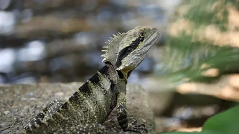 Lizard on rock Stock Footage 220042694