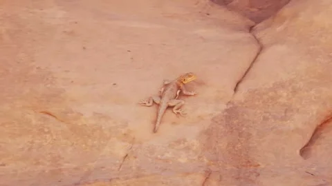 Lizard on rock Stock Footage 281168528
