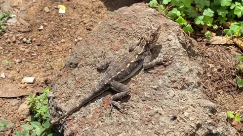 Lizard on rock Stock Footage 295437005