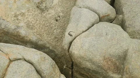 Lizard on Rock Stock Footage 305523097
