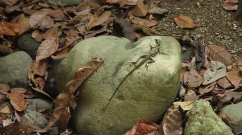 Lizard on rock in forest Stock Footage 59798053