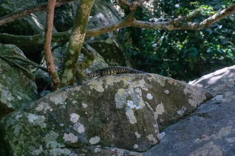 A lizard on a rock in the forest Stock Photos