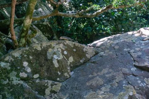A lizard on a rock in the forest Stock Photos