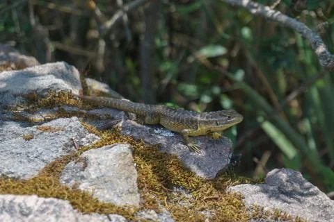 Lizard on the rock in the forest Stock Photos