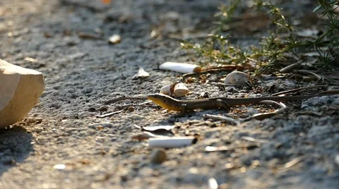 Lizard On the rock-Ground Stock Footage 53864419