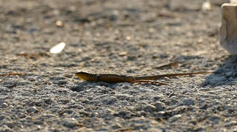 Lizard On the rock-Ground Stock Footage 53864437
