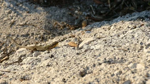 Lizard On the rock-Ground Stock Footage 53864512