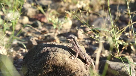 Lizard On Rock Handheld 스톡 동영상 42161111