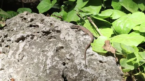 Lizard on a rock looking in camera Stock Footage 178066464
