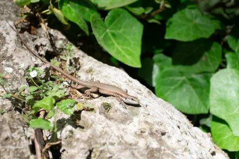 Lizard on a rock looking in camera Stock Photos