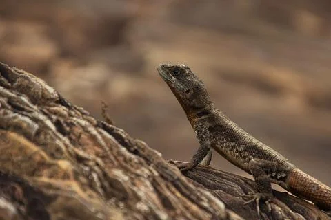 A lizard is on a rock, looking up at the camera Stock Photos