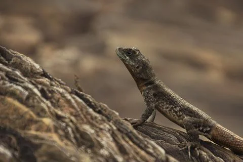 A lizard is on a rock, looking up at the camera Stock Photos